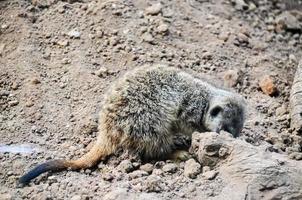 un' meerkat ricerca per cibo foto