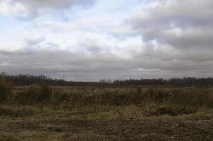 panoramico paesaggio sfondo. campo dopo tempesta. buio nuvole e luminosa blu cielo. foresta silhouette su orizzonte. alto asciutto erba. freddo tempo atmosferico. foto