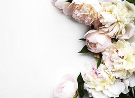 fiori di peonia su uno sfondo bianco foto