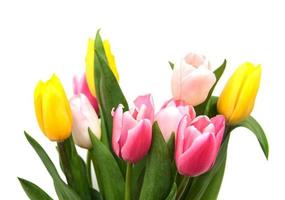 fiori di tulipano rosa e giallo su sfondo bianco