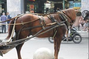 delman's cavallo su il strada foto