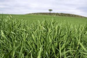 grano nel campo foto