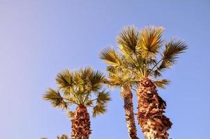 palme e cielo blu foto