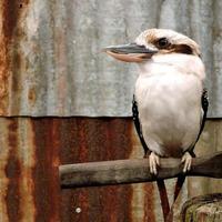 kookaburra uccello nativo australiano foto