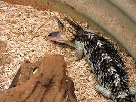 lucertola dalla lingua blu animale nativo australiano foto
