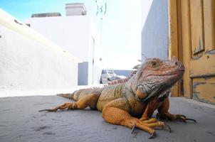 primo piano di una lucertola foto