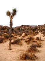 parco nazionale di joshua tree, california foto