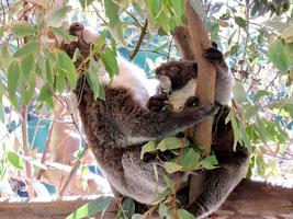 una madre e un cucciolo di koala seduti su un albero foto