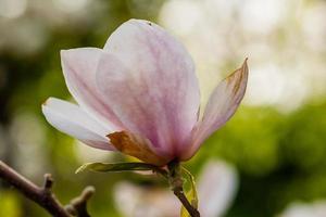macro fioritura magnolia su un' avvicinamento ramo foto