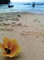 primo piano di un fiore giallo sulla spiaggia foto