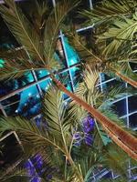 un' palma albero è nel davanti di un' edificio con un' blu leggero dietro a esso foto