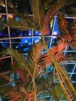 un' palma albero è illuminato su di un' colorato leggero foto