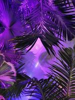 un' viola sfondo con palma le foglie e un' leggero viola sfondo foto