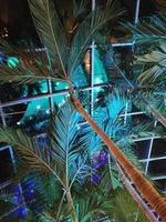 un' palma albero è nel davanti di un' edificio con un' blu leggero dietro a esso foto