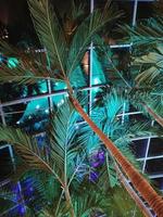 un' palma albero è illuminato su con blu e verde luci foto