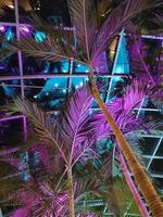 un' palma albero è illuminato su con viola e blu luci. foto
