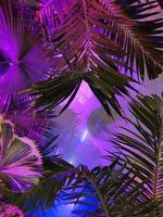 un' viola e verde palma albero le foglie foto