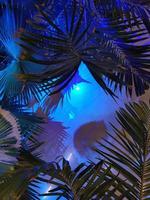 un' blu sfondo con le foglie di un' palma albero foto