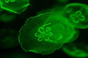 subacqueo Visualizza con Medusa foto