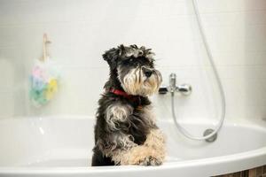 un adulto schnauzer di nero e argento colore sta nel il bagno dopo un' camminare foto