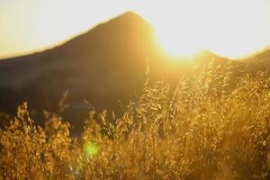 erbe secche nelle colline della california durante l'ora d'oro foto