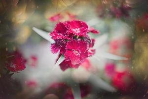 rosso garofano fiore nel il giardino su un' leggero sfondo foto