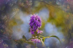 poco dolce nel il giardino su il sfondo di verde le foglie avvicinamento foto