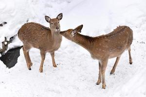 selvaggio cervo nel il neve archiviato foto