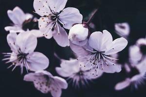 bianca ciliegia fiorire su buio sfondo foto