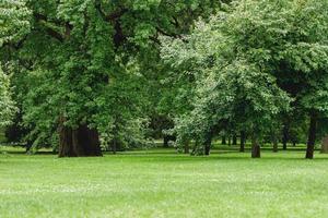 verde radura con deciduo alberi nel città parco foto