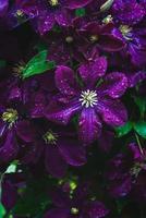 viola clematide fiori nel acqua gocce, verticale telaio tiro foto