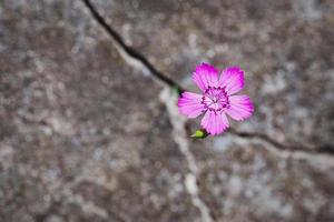 fiore in crescita su il roccia, resilienza e rinascita simbolo foto