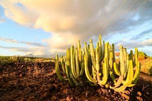 cactus nel il deserto foto