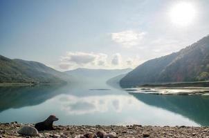 cane posa accanto a un lago in Georgia foto