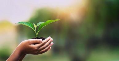 mano bambini Tenere giovane pianta con luce del sole su verde natura sfondo. concetto eco terra giorno foto