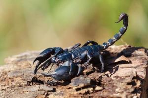 scorpione su legna sfocatura verde sfondo foto