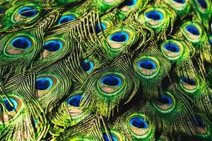 ritratto pavone con bellissimo colorato piuma foto