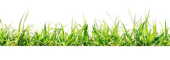 isolato di erba verde su sfondo bianco foto