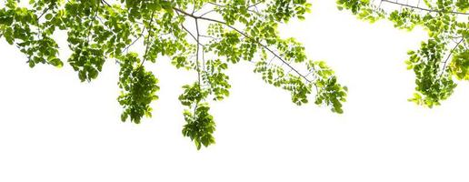 foglia verde isolare su sfondo bianco foto