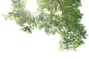 luce del sole con verde foglia su bianca sfondo foto