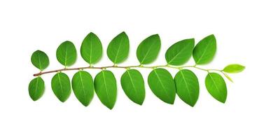 foglia verde su sfondo bianco foto