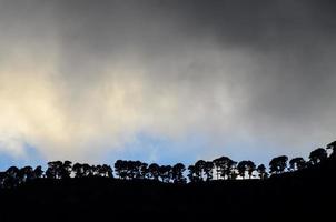 panoramico foresta paesaggio foto