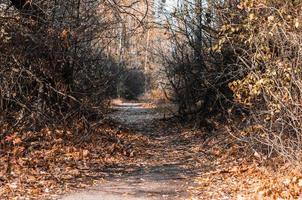 passerella in un paesaggio autunnale foto