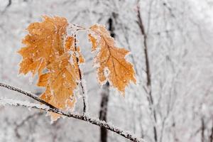 inverno le foglie coperto con neve e brina foto