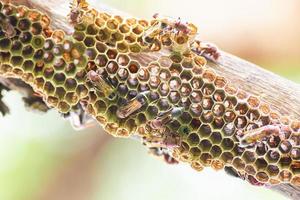 nido di vespe e vespe in natura foto