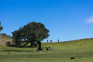 gruppo di turisti a piedi vicino solitario albero su il escursioni a piedi sentiero foto