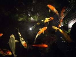 koi pesce un' principiante guida per scegliere, nutrire e mantenimento il tuo colorato stagno animali domestici foto