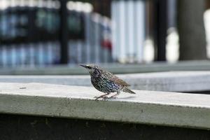 uccello su un davanzale foto