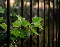 foglie verdi contro un cancello di ferro arrugginito foto