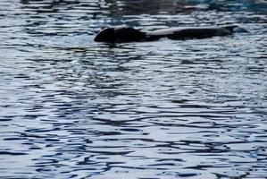 onde nell'acqua foto